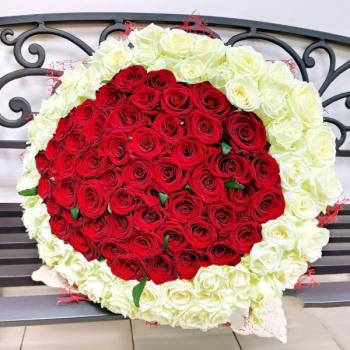 Букет 101 красно-белая роза Артикул  222604